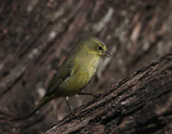 Orange-crowned Warbler