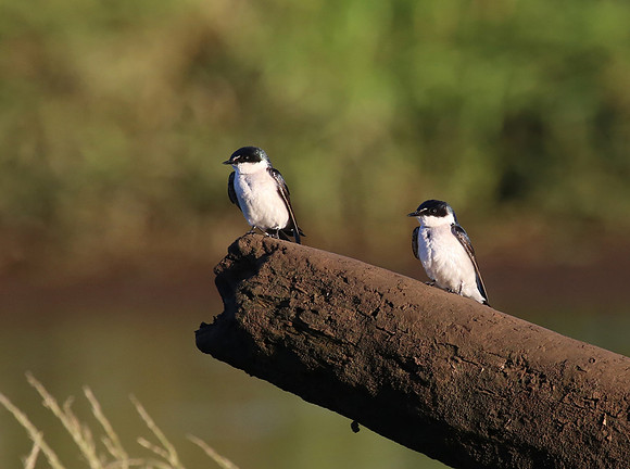 Mangrove Swallow - Tarcol River, Costa Rica