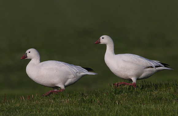 Ross's Goose Bolingbrook Illinois