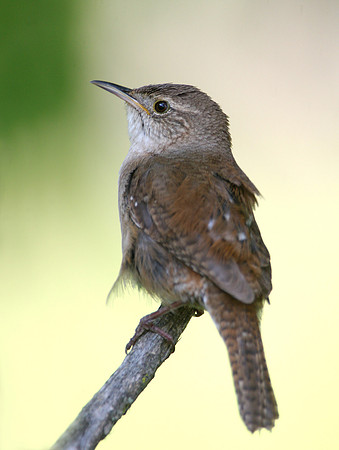 House Wren