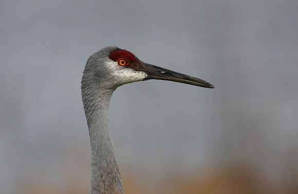 Sandhill Crane