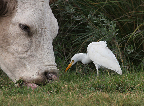 Cattle Egret and Texas Longhorn