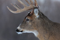 White-tailed Deer