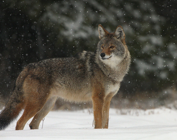Coyote