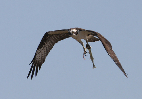 Osprey with Fish