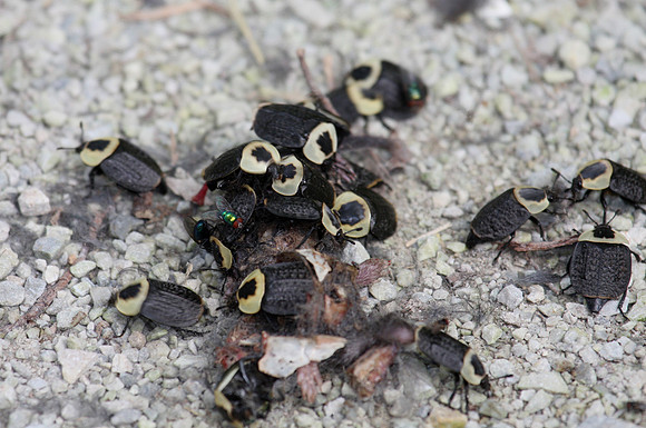 American Carrion Beetle