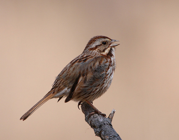 Song Sparrow