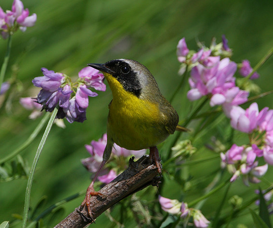Common Yellowthroat