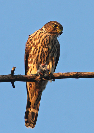 Merlin - Riverdale, IL