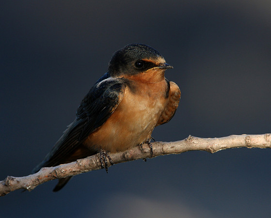 Barn Swallow