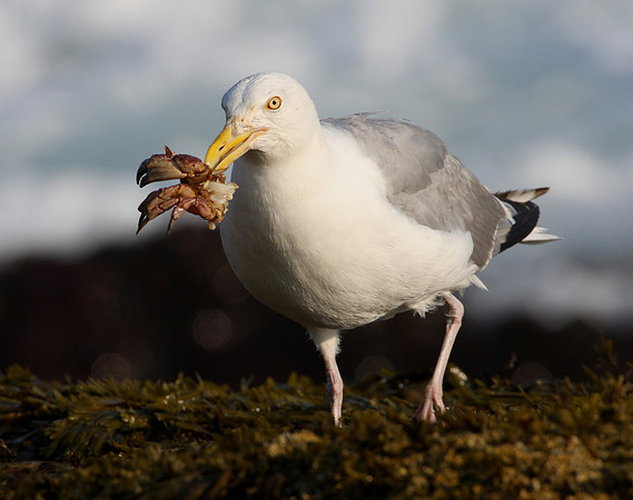 Herring Gull with crab
