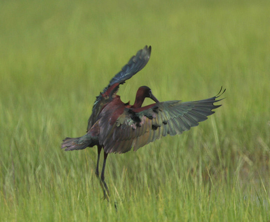Glossy Ibis