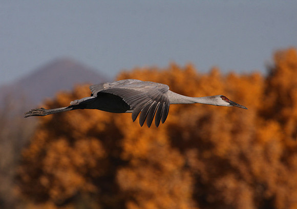 Sandhill Crane - Bosque del Apache, New Mexico