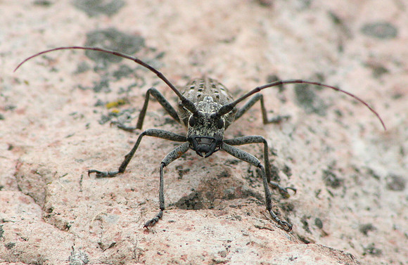 Longhorn Beetle