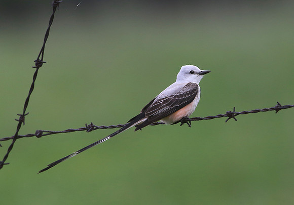 Scissor-tailed Flycatcher - Dresden Lock and Dam, Illinois