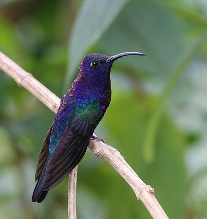 Violet Sabrewing - Costa Rica