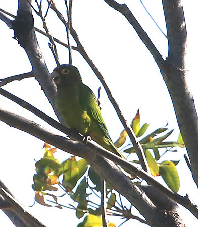 Orange-fronted Parakeet - Casa Solimar, Costa Rica