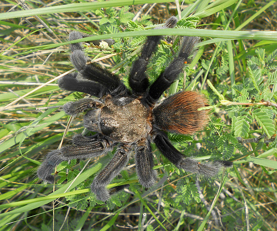 Texas Brown Tarantula