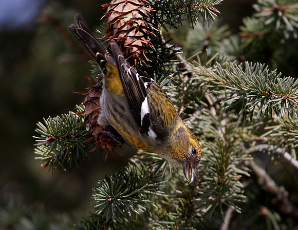 White-winged Crossbill