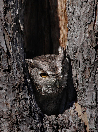 Eastern Screech Owl Santa Ana National Wildlife Refuge