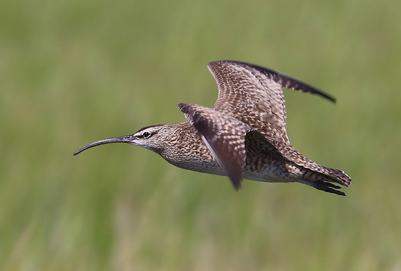Whimbrel in Flight - Anahuac NWR