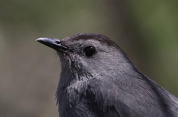 Gray Catbird