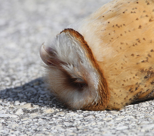 Barn Owl (Road Kill)