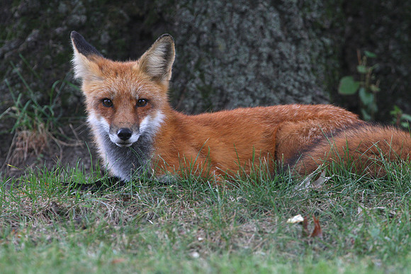 Red Fox