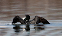Common Loon