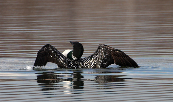 Common Loon
