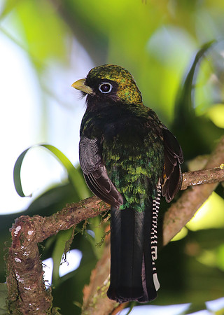 Black-throated Trogon - Selva Verde, Costa Rica