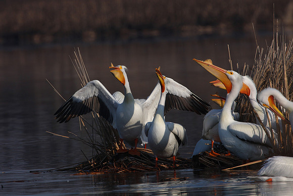 American White Pelican