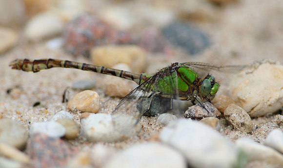 Rusty Snaketail