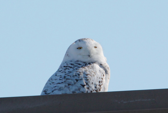 Snowy Owl - Horicon Marsh, Wisconsin