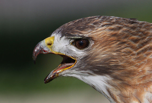 Red-tailed Hawk.  Caution - disturbing predator/prey images below.  Some may not want to view.