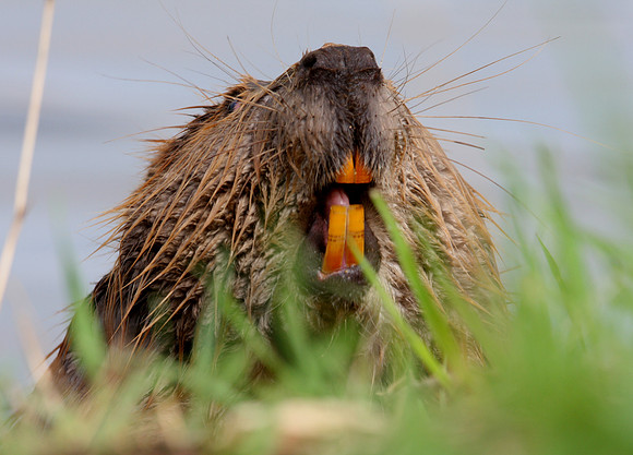 American Beaver