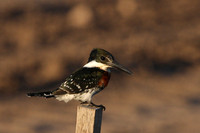 Green Kingfisher Santa Ana National Wildlife Refuge, Texas