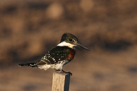 Green Kingfisher Santa Ana National Wildlife Refuge, Texas