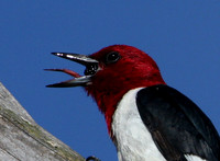 Red-headed Woodpecker