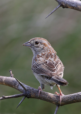Botteri's Sparrow - Laguna Atascosa NWR, Texas
