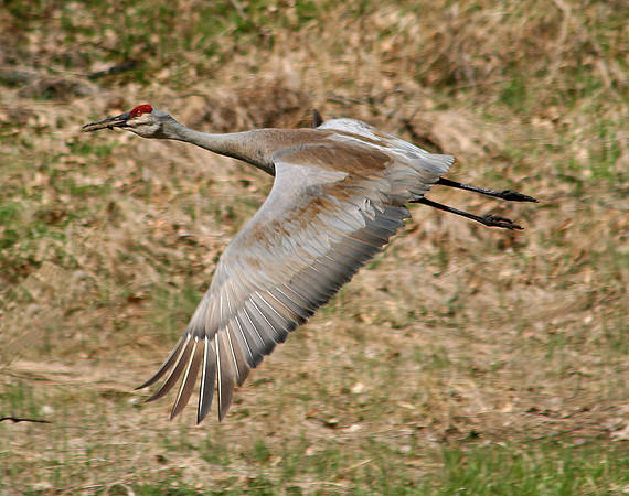 Sandhill Crane