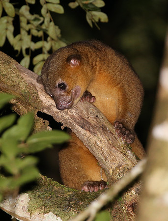 Kinkajou - Selva Verde, Costa Rica