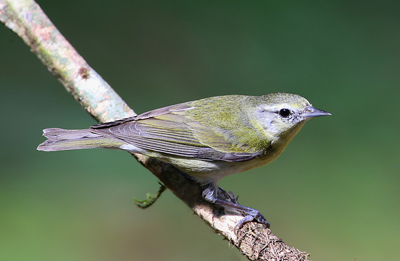 Tennessee Warbler - Selva Verde, Costa Rica