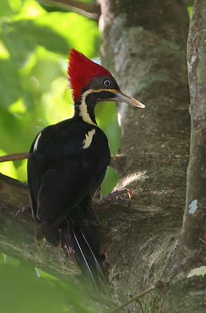 Lineated Woodpecker - Selva Verde, Costa Rica
