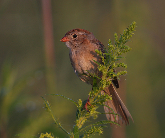 Field Sparrow