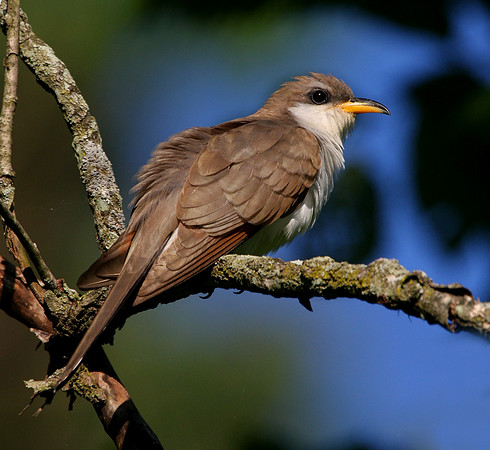 Yellow-billed Cuckoo