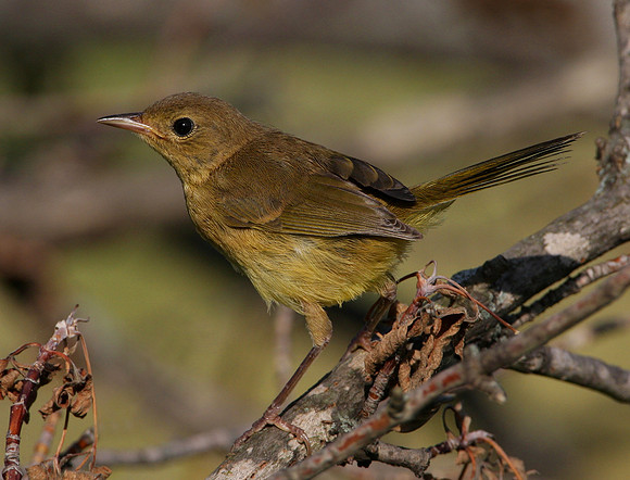 Common Yellowthroat (female)