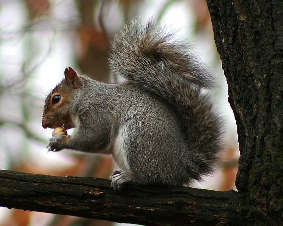 Eastern Gray Squirrel