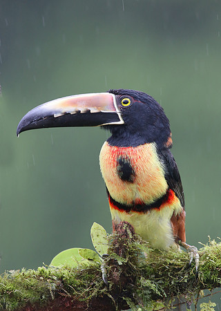 Collared Aracari - Laguna Lagarto, Costa Rica