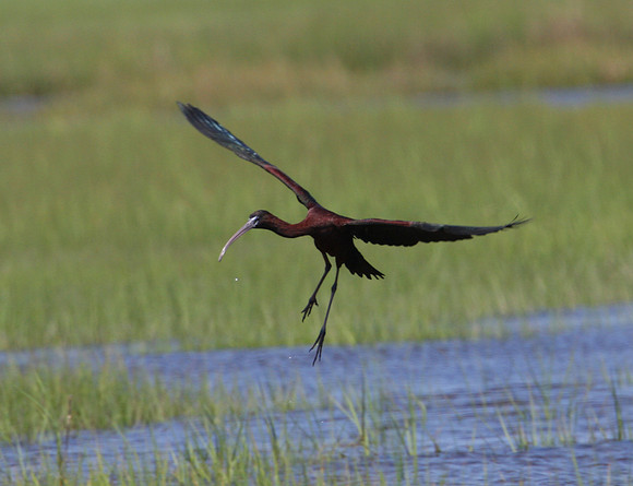 Glossy Ibis